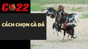 Cách Chọn Gà Đá