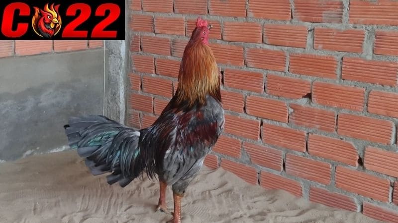 Cách chọn gà đá chuẩn nhất