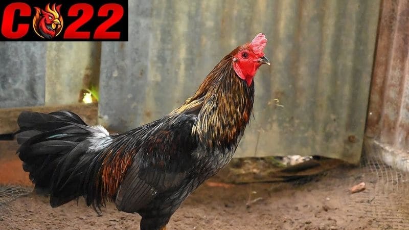 Những đặc điểm nhận biết gà đá hay