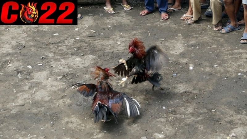 8 thế gà đá đòn độc từ sư kê thomo chia sẻ với kê thủ