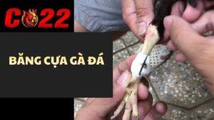 Băng Cựa Gà Đá