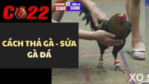 Cách Thả Gà Đá Và Sửa Gà Đá