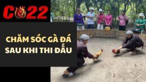 Chăm Sóc Gà Đá Sau Khi Thi Đấu