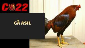 Gà Asil