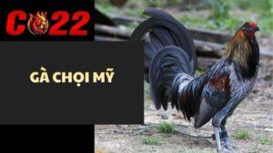 Gà Chọi Mỹ