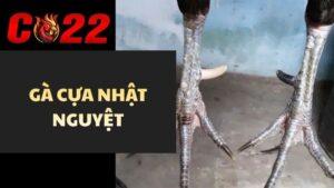 Gà Cựa Nhật Nguyệt