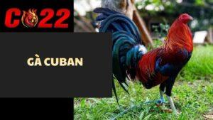 Gà Cuban