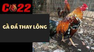 Gà Thay Lông
