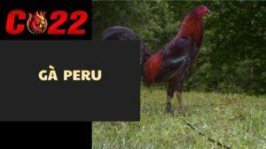 Gà Peru