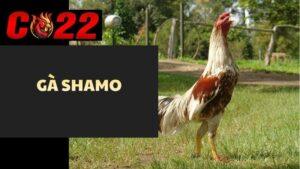 Gà Shamo