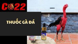 Thuốc Gà Đá