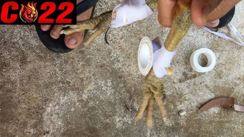 Băng cựa gà đá đúng cách sẽ gia tăng cơ hội giành chiến thắng