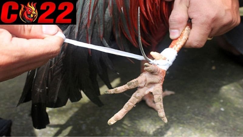 Cách băng cựa gà đá chính xác nhất