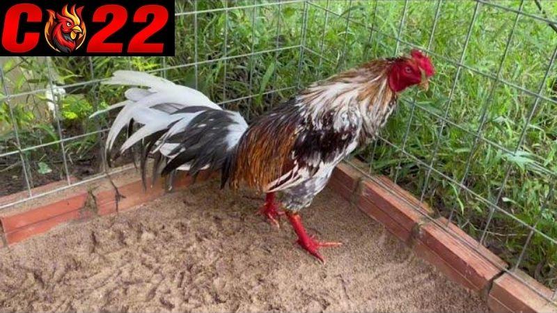 Cách chăm sóc gà đá thay lông hiệu quả