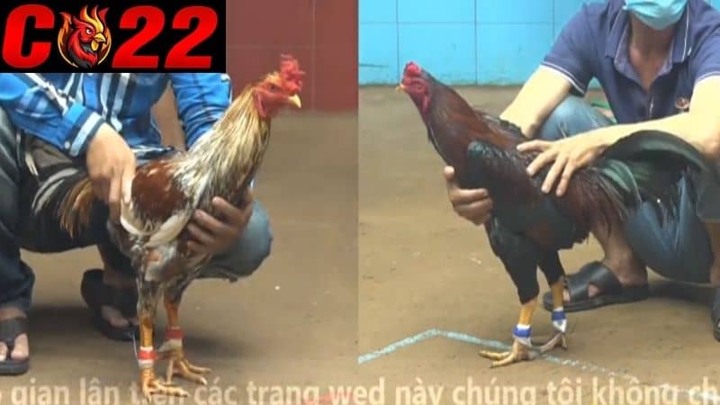 Cách sửa gà đá hiệu quả trong thi đấu