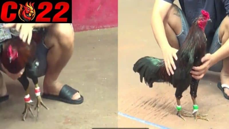 Cách thả gà đá chuẩn nhất