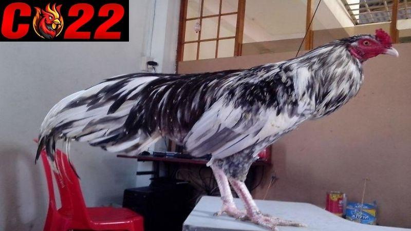 Dấu hiệu để nhận biết gà đá thay lông