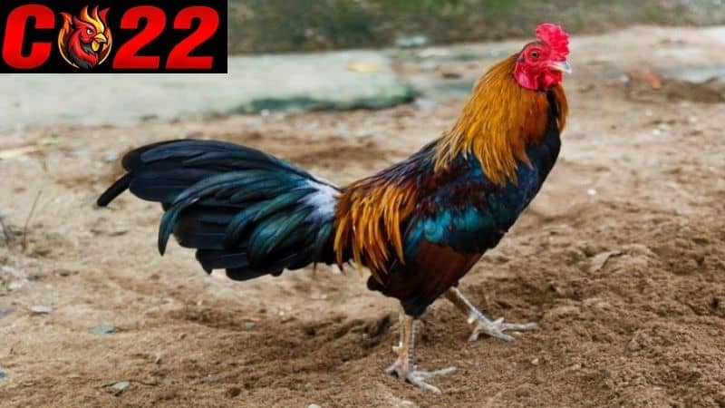 Đôi nét về dòng gà tre đá cựa