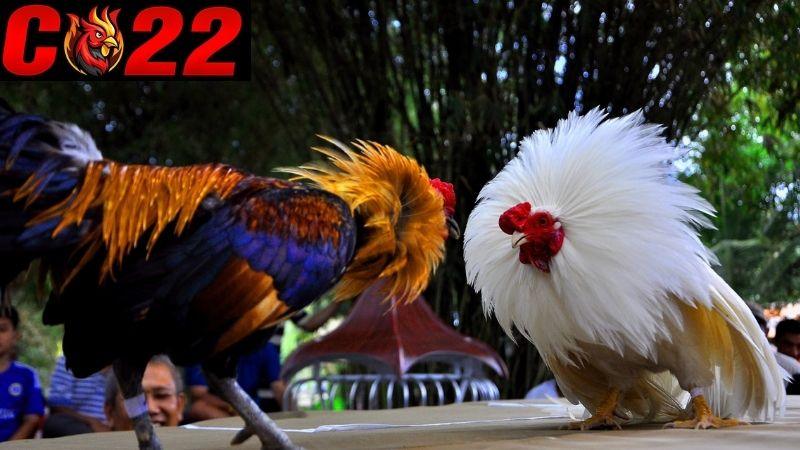 Gà Asil đá cựa sắt tại trường gà thomo