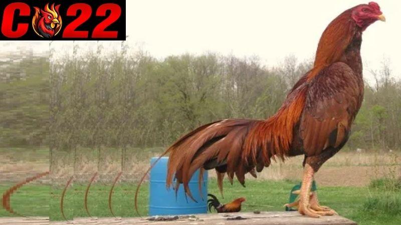 Gà Asil dòng gà đá có nguồn gốc từ Ấn Độ