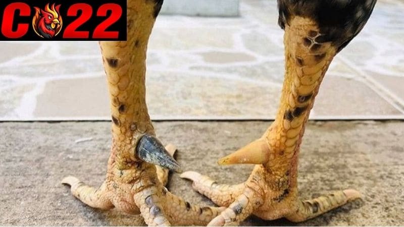 Gà cựa nhật nguyệt là chiến kê bất bại trên mọi sàn đấu