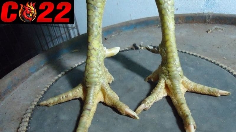 Gà cựa nhật nguyệt là gì?