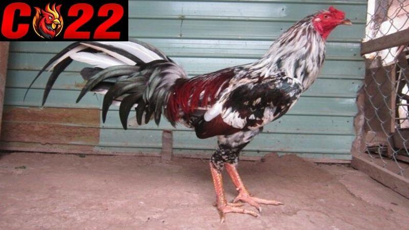 Gà đá thay lông là quá trình chiến kê rụng lông cũ và mọc lại lông mới