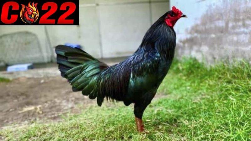 Gà đá thay lông mùa lông thứ 3