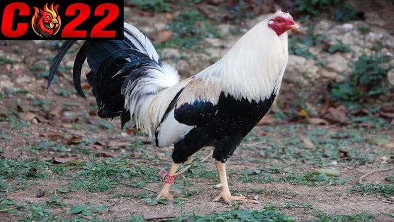 Gà Mỹ chọi là gì?