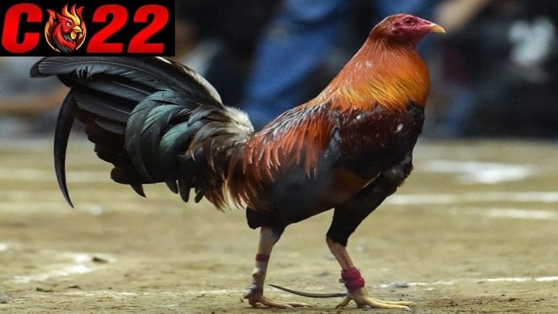 Gà tre Peru là gì?