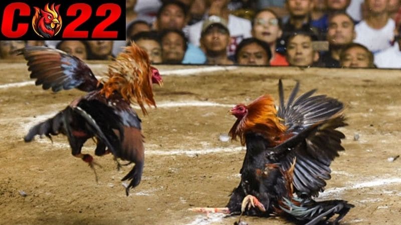 Gà tre Peru thi đấu tại Thomo