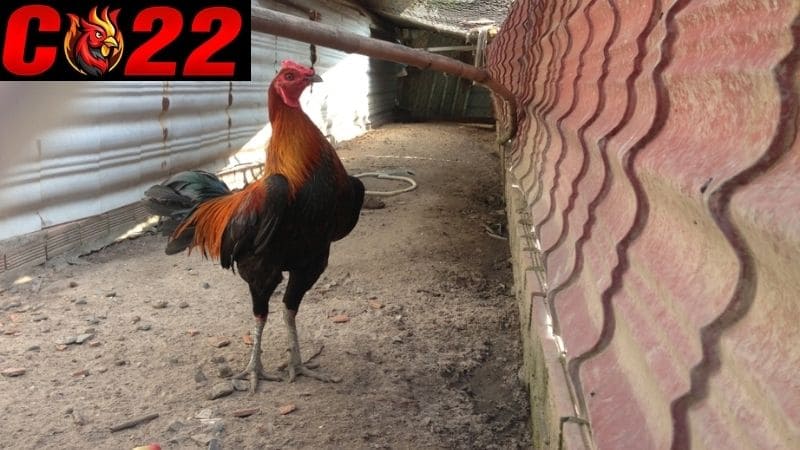 Gà tre Peru Thuần chủng