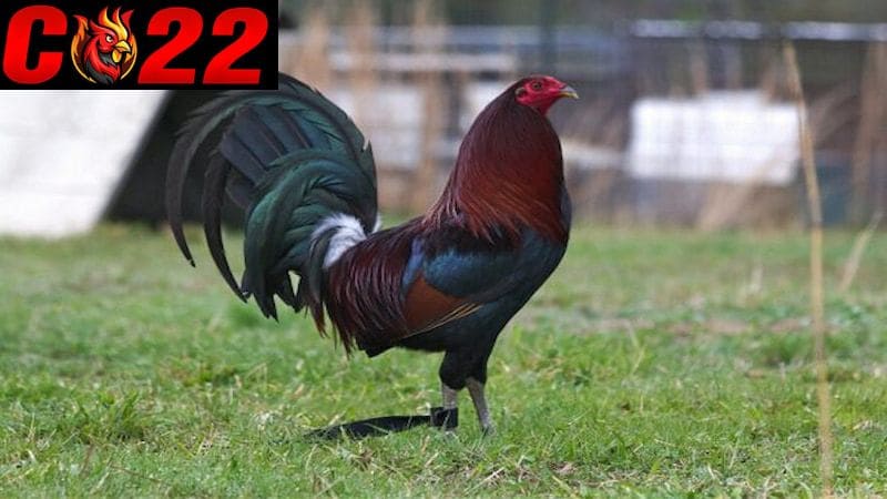 Giống Gà Roundhead