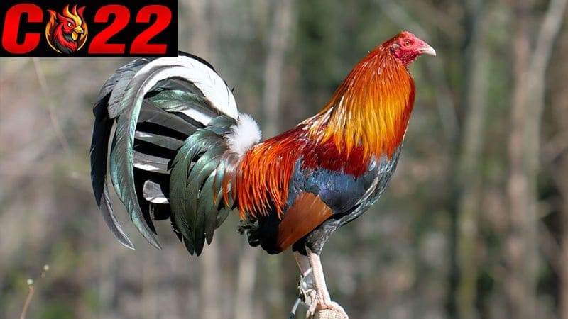 Giống Gà Whitehackle