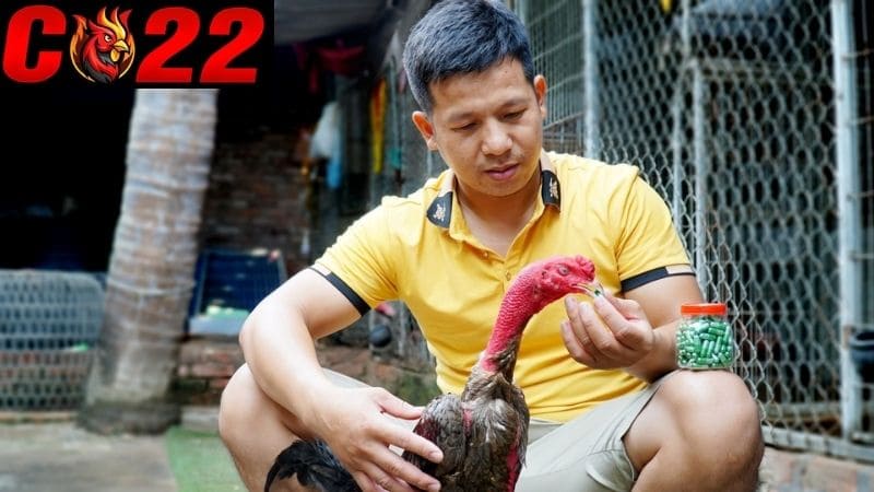 Hướng dẫn các phương pháp chăm sóc gà đá sau khi thi đấu hiệu quả