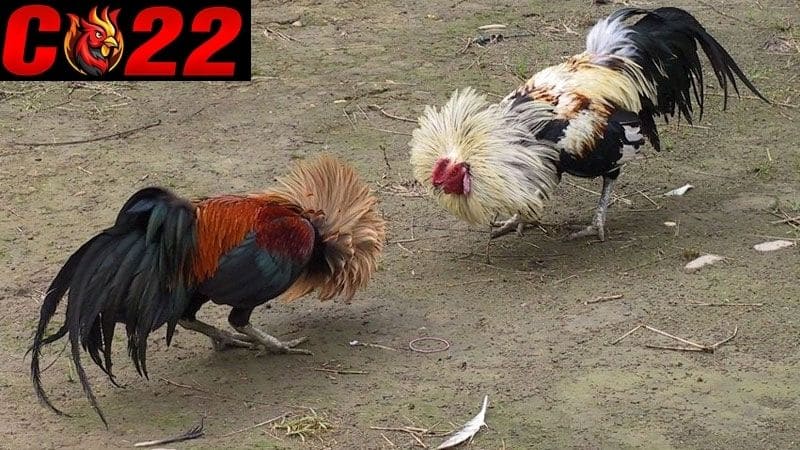 Hướng dẫn chi tiết từng bước làm tang gà đá