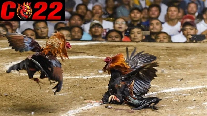 Làm tang gà đá là kỹ thuật xử lý chiến kê sau mỗi trận đấu