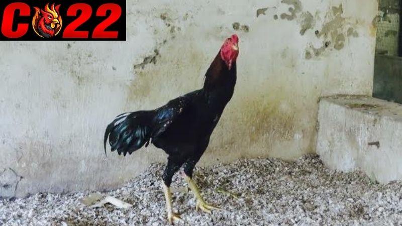 Lý do sư kê nào cũng muốn sở 2 loại gà quý hiếm này