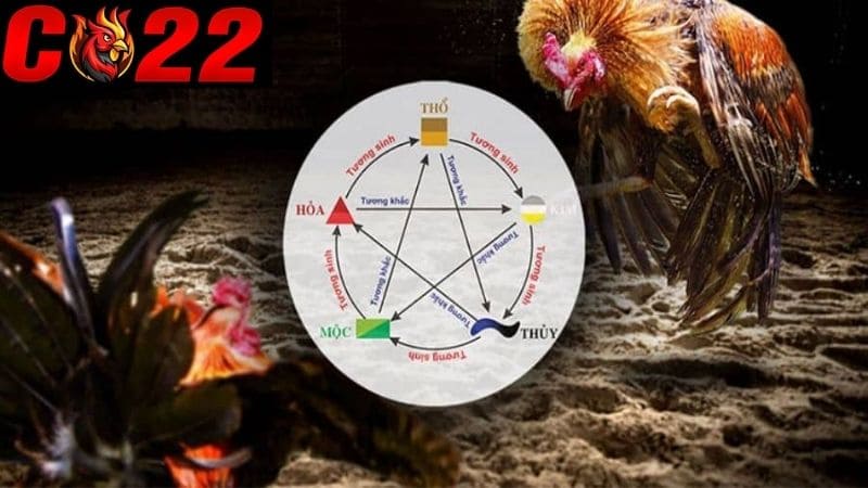 Màu mạng gà đá là màu sắc của lông gà theo hướng phong thuỷ