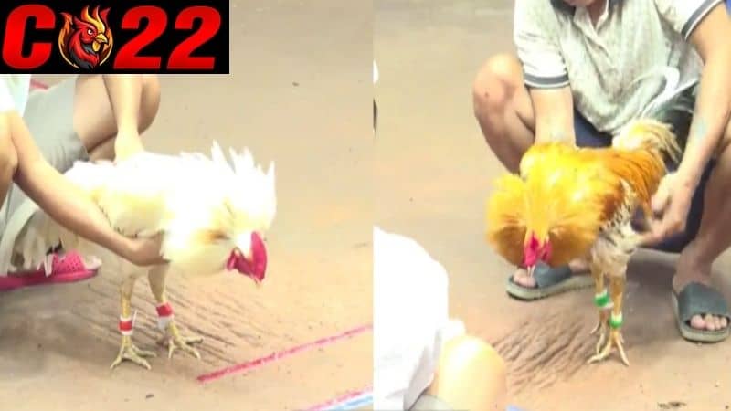 Nài gà là người thả gà và sửa gà trong các trận gà