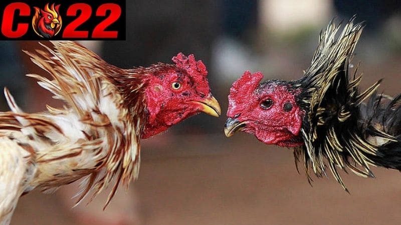 Nắm vững thuật ngữ trong đá gà mang đến nhiều lợi ích