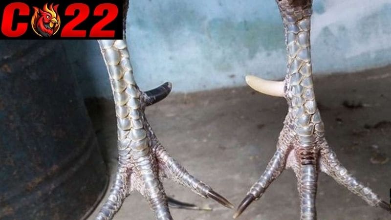 Những câu hỏi thường gặp về gà cựa nhật nguyệt