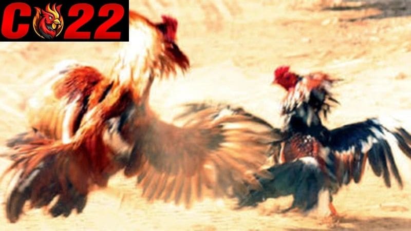 Những thuật ngữ trong đá gà mà người chơi cần biết