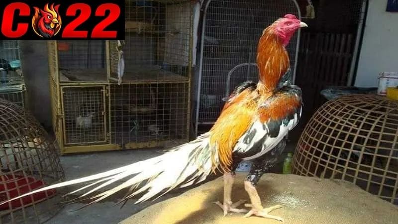 Shamo là dòng gà chọi Nhật Bản có từ thế kỷ 17