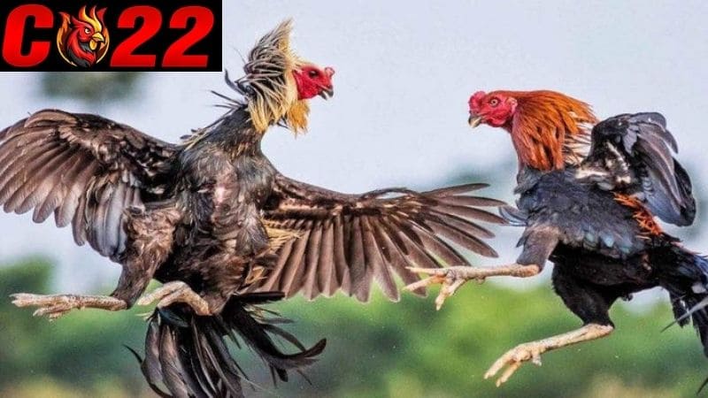 Thuật Ngữ Đá Gà Là Gì?