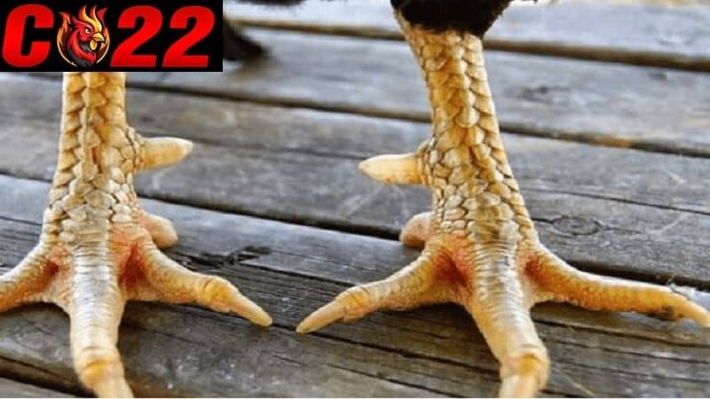 Tìm hiểu khái quát về vảy gà đá