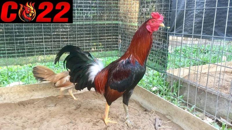 Tìm Hiểu Về Gà Linh Kê