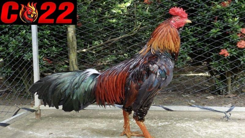 Tìm Hiểu Về Gà Thần Kê