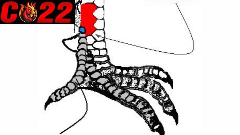 Tổng hợp 92 vảy gà đá tốt xấu mà các kê thủ nên biết