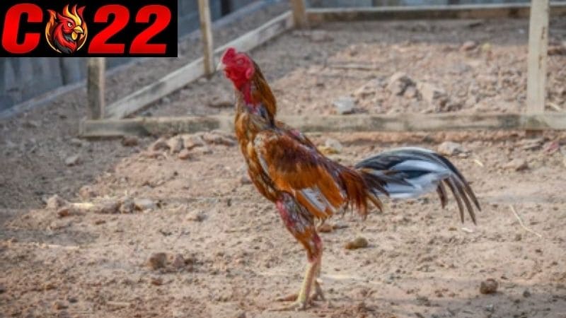 Tổng hợp những bí kíp xem màu mạng gà đá chuẩn nhất